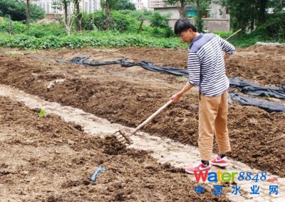 學生為養殖蚯蚓輕翻土地。